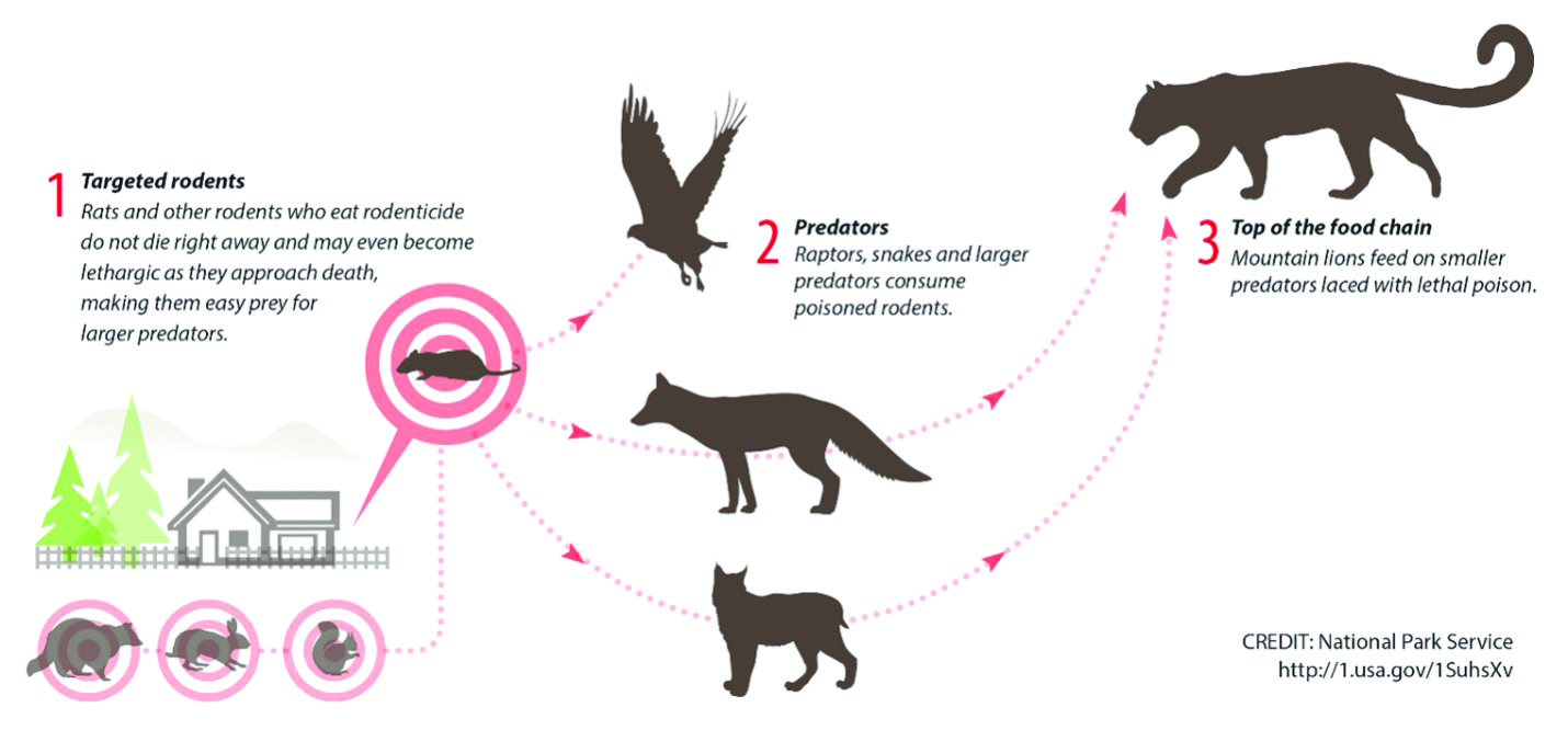 Infographic on rodent control